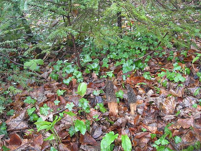 Alla ricerca della spugnola acuminata